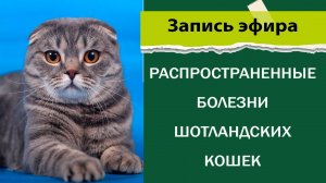 Распространенные болезни шотландских кошек