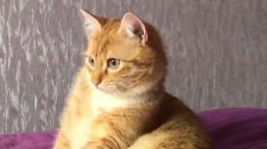 Умная дразнилка для кошки / Автоматическая игрушка для кота (Aliexpress)