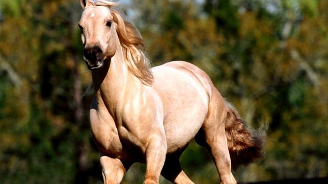 Языков Н. М. «Конь», стихотворение смотреть онлайн