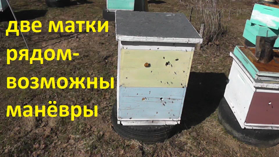 Весенняя ревизия двухсемейных ульёв смотреть онлайн