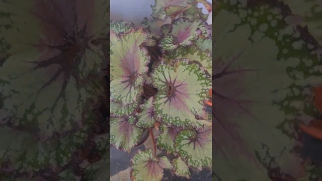 Painted 🎨 leaf begonia plant goa, begonia, semi indoor plant, begonia plant, Celia #naturelovers