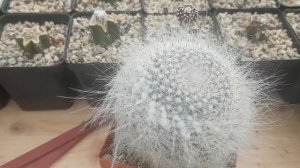 Кактус пушистик.Маммилярия ханиана.Mammillaria Hahniana.