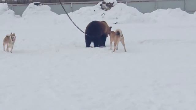 Работа лаек по вольерному медведю смотреть онлайн