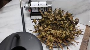 The resurrection plant (Selaginella lepidophylla) can survive years of drought.