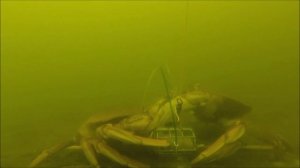 Underwater Gopro Tied To A Crab Snare - Gopro Crabbing