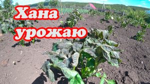 СИЛЬНЫЙ ЗАМОРОЗОК, ВСЁ ПОМЁРЗЛО В ОГОРОДЕ, КАРТОШКА, КАБАЧКИ, ТЫКВЫ