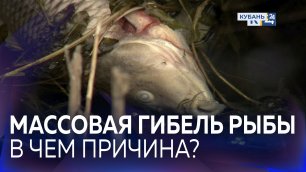 В чем причина массовой гибели рыбы в Динском районе?