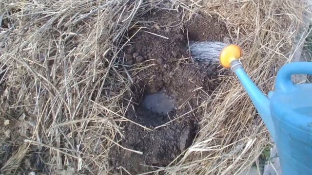 Продолжаем эксперимент: Грядка Зеппа Хольцера(Sepp Holzer's Permaculture)