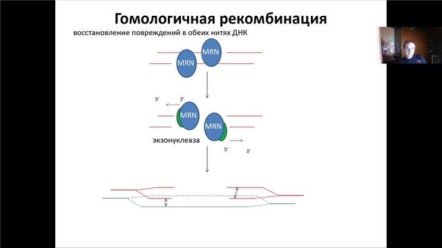 Основы молекулярной и клеточной биологии, Лекция 7. Репарация ДНК.