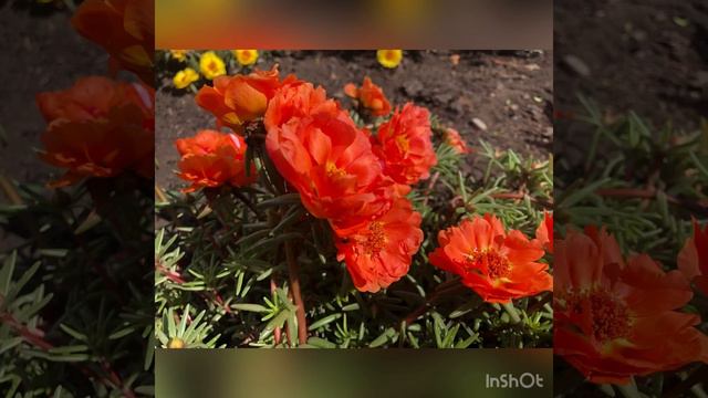 Цветочная терапия…🎼🌿🌹🌺☘️🌼🌺🌼🌸🍀🌷
