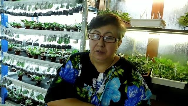 Как заставить фиалку зацвести к определенной дате