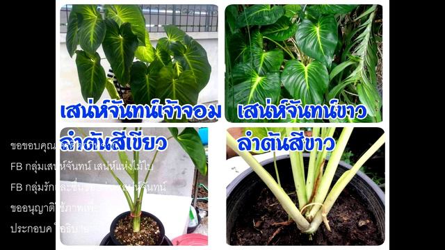 10 ไม้ฟอกอากาศที่มีจำนวนมากแค่ไหนก็ไม่พอขาย : หลงไม้ใบ EP.70 смотреть онлайн