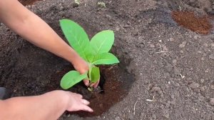 Высадка рассады курительного табака в открытый грунт.
