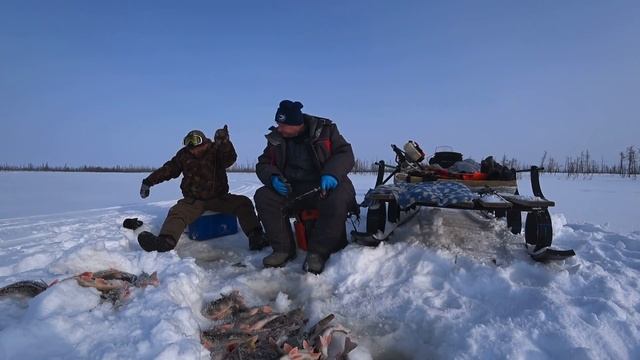 ЭТОТ МУЖИК С ПОДМОСКОВЬЯ ЛОВИТ ОКУНЯ ДАЖЕ в -40! У НЕГО ЖАРА ИДЁТ!!! смотреть онлайн