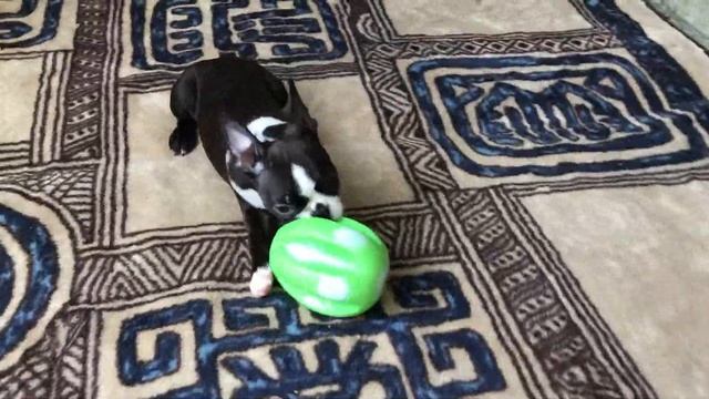 Московский Шарм Бостон Барселона и Бриджит Бардо смотреть онлайн