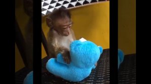 Самое отборное  смешное видео/про обезьян