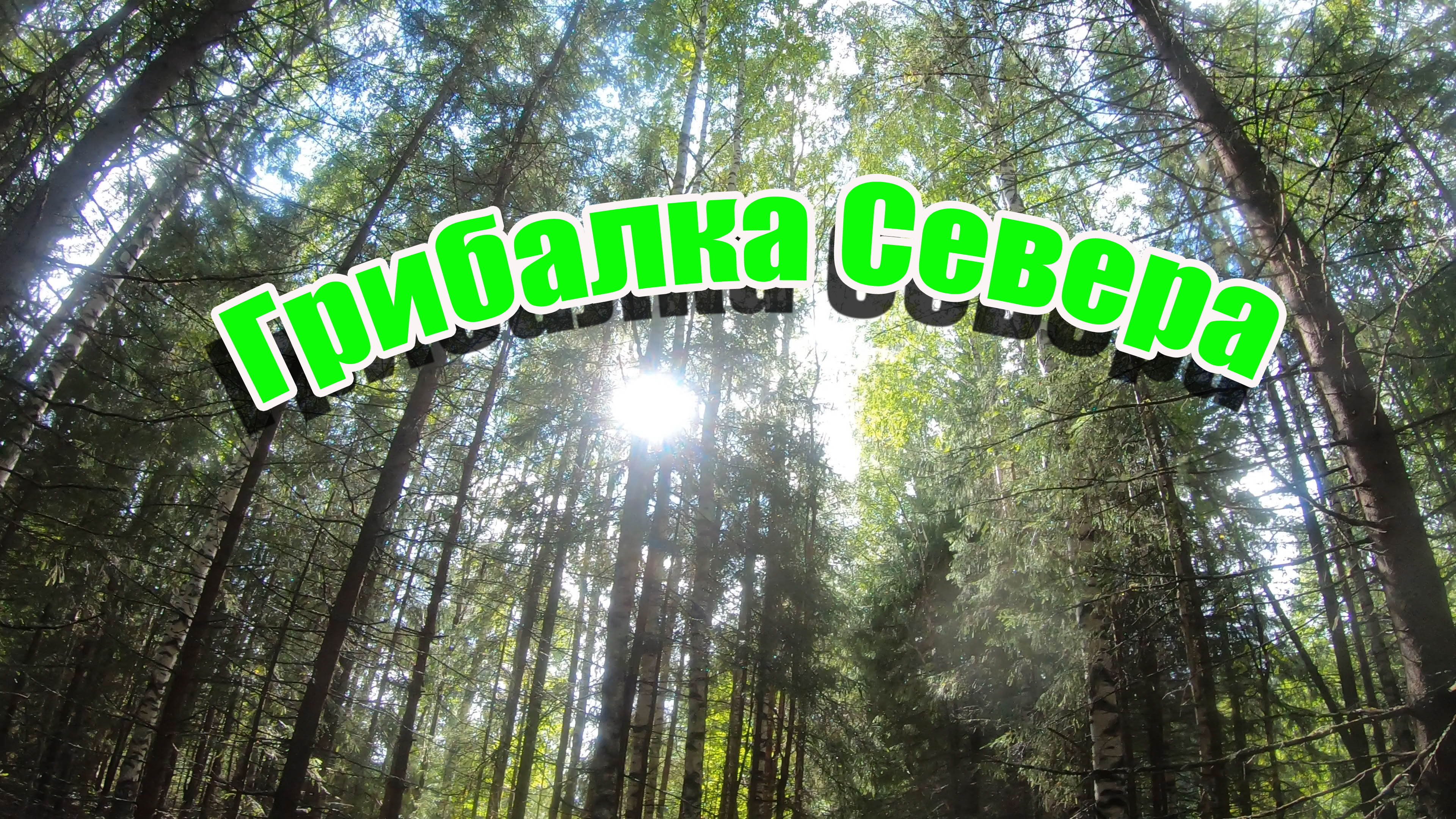 Грибалка Севера. Август 2023 г. Как надо собирать Грузди ведрами.