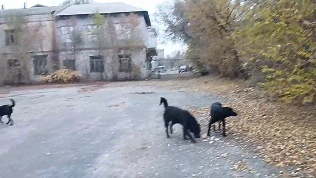 пакармил сабак с малочке смотреть онлайн