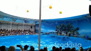 Дельфинарий Немо в Феодосии