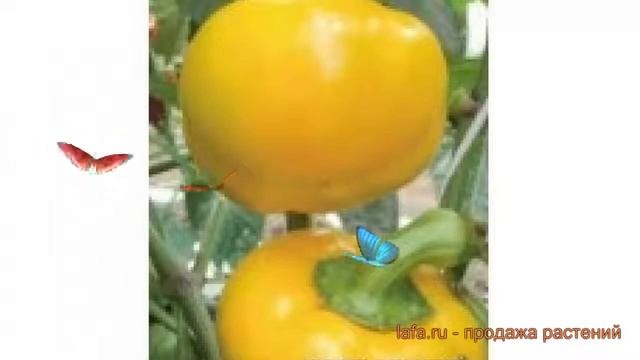 Перец сладкий Солнышко (solnyshko solnyshko) ? Солнышко обзор: как сажать, семена перца Солнышко