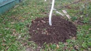 Подготовка плодовых деревьев и  ягодных кустарников к зиме.