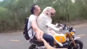 Перевозчик