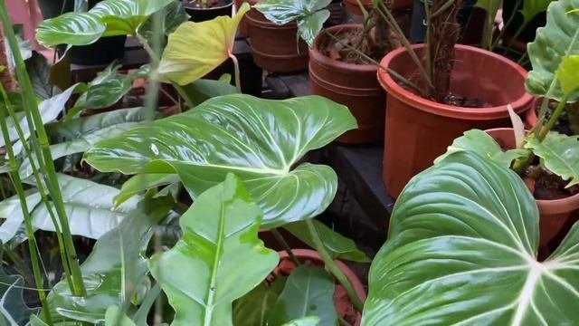 MY PHILODENDRON COLLECTION | DIFFERENT VARIETIES OF PHILODENDRONS | GARDEN TOUR | BECHOY VLOG