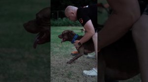 Прайтер МЕДВЕДЬ на соревнованиях с командой DogsEnergym СПБ. Кинолог для прайтера в СПБ