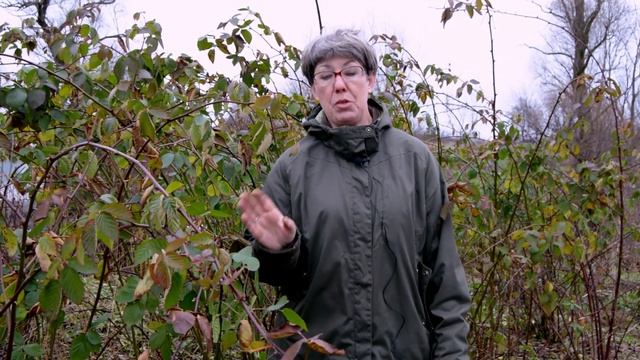 Ежевика садовая. Сорт бжезина. смотреть онлайн