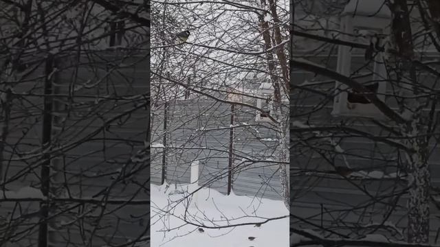Птицы зимой.Снегирь.Синички.Дятел.