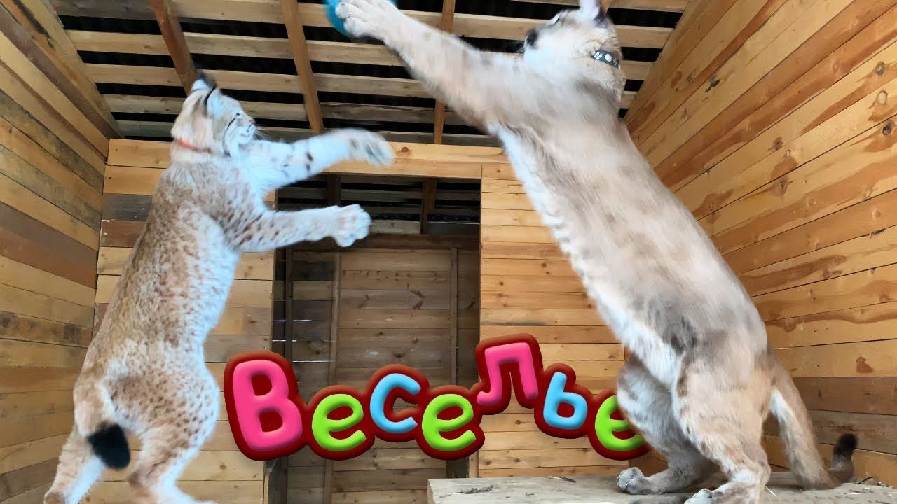 ВЕСЕЛЬЕ У ПУМЫ И РЫСЕЙ / Новая старая игрушка