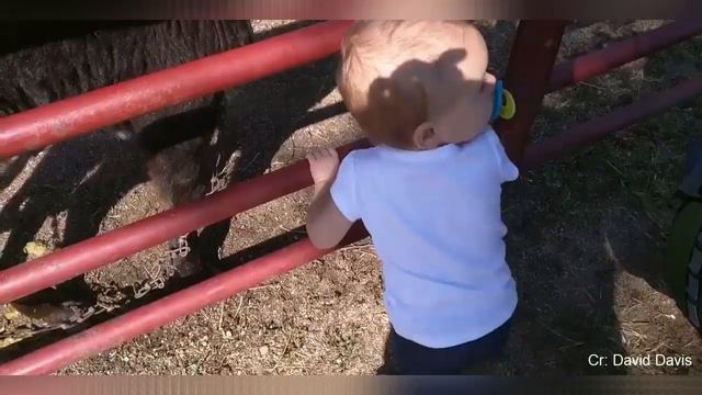 Смешные животные #6 смотреть онлайн