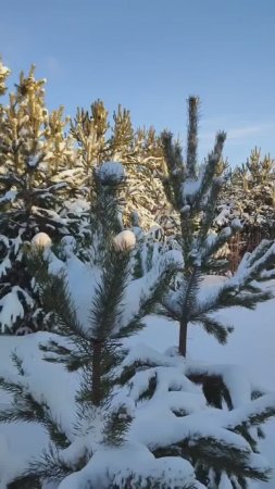 В лесу родилась ёлочка