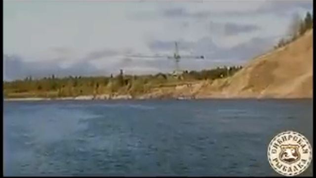 Чулым Золотушка