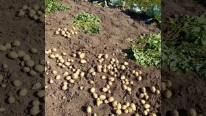 Картофель Колетте..mp4