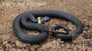 Укусила змея что делать? Что нельзя делать при змеиных укусах? Как отличить гадюку от ужа?