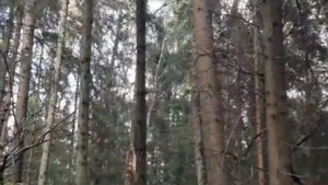Заготовка леса на производство срубов, с чего начинается первый этап стройки вашей бани или дома