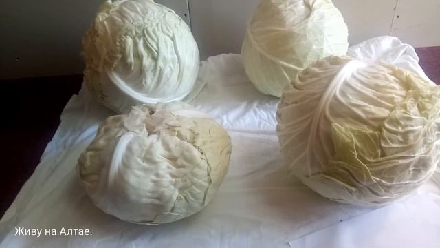 Как хранить капусту. Сорта для длительного хранения.