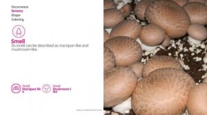 Cultivated mushroom (Agaricus bisporus) | Practical Mushroom Profile | Shroomers