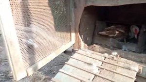 Одна утка сидит на яйцах, а другая только хочет. А что селезень там делает, чем занимается? Индоутк