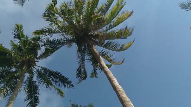 ВЬЕТНАМ МУЙНЕ РУБРИКА ПАЛЬМА В ПОДАРОК ПАЛЬМА ДЛЯ АНДРЕЯ ЖУЛИНСКОГО