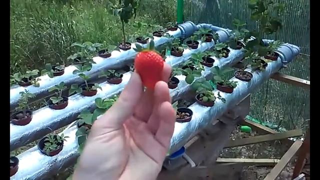 Выращивание клубники на гидропонике смотреть онлайн