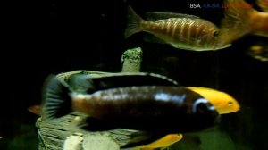 Окрашивание Меланохромис Интерруптус на протяжении года.