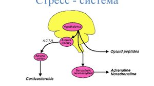 Патофизиология стресса (читает В.Н.Назаров)
