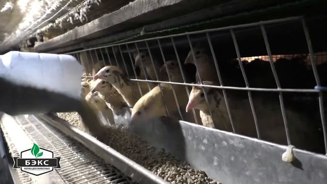 Корма БЭКС смотреть онлайн