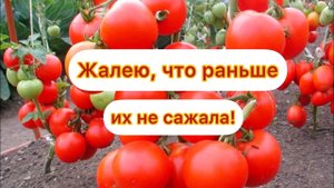 Эти ТОМАТЫ растут огромными ГРОЗДЬЯМИ. Мегаурожайные, не боятся заморозков, не требуют ухода