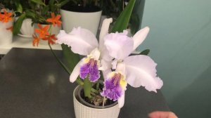 Cattleya lueddemanniana coerulea / каттлея Люддемана