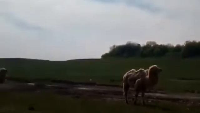 В одном из сёл Осетии появились верблюды