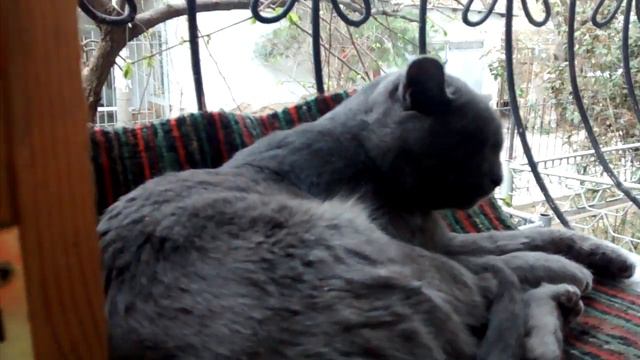 Самая лучшая кошка смотреть онлайн