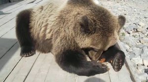 МИХАЛ МИХАЛЫЧ В АРТЕЛИ АМУР ЗОЛОТО